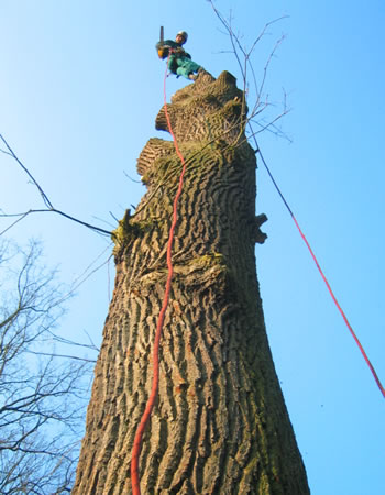 Kácení stromů horolezeckou technikou v obzvláště obtížných podmínkách